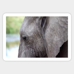 Portrait, African Elephant, Serengeti National Park, Tanzania. Sticker